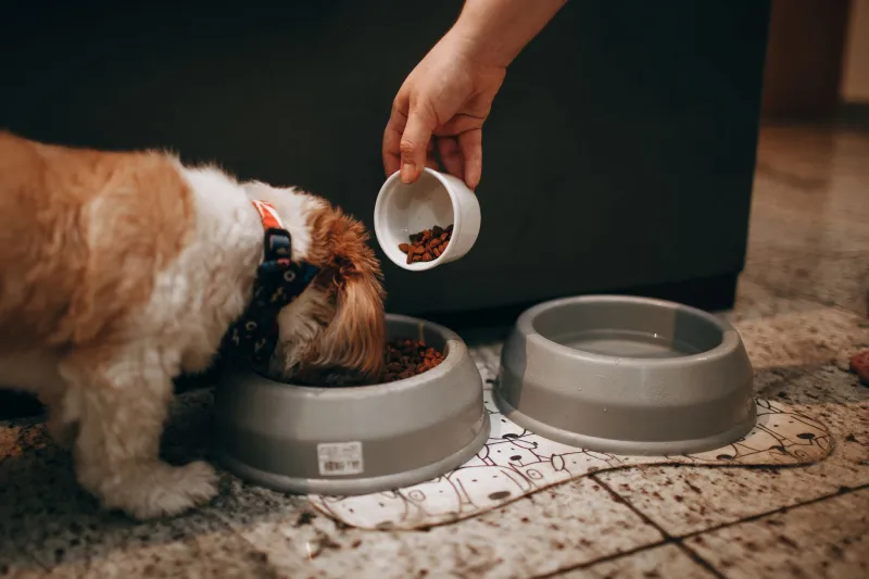 Affection vs. Action: How Pet Owners' Spending Intentions Diverge From Their Actual Budgets